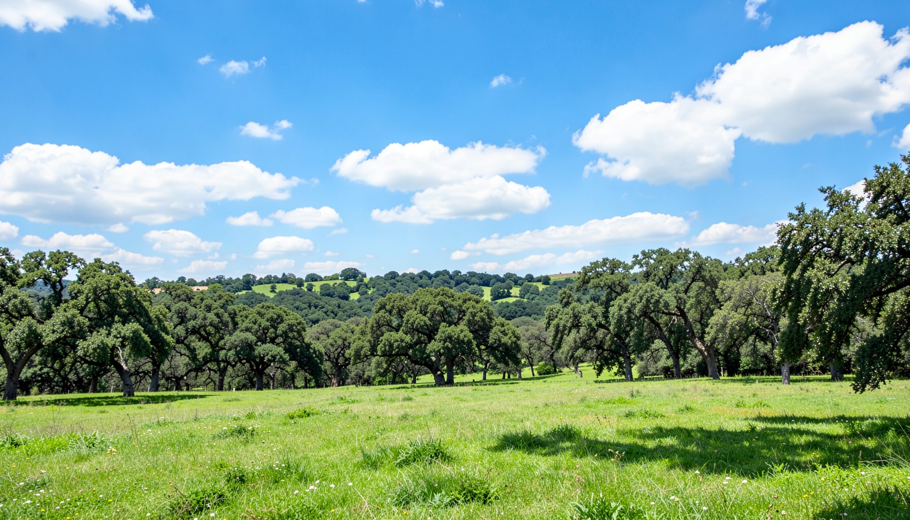 Expansive view of green pastures and oak woodlands under a bright blue sky with scattered white clouds, typical of the Castilla-La Mancha countryside
